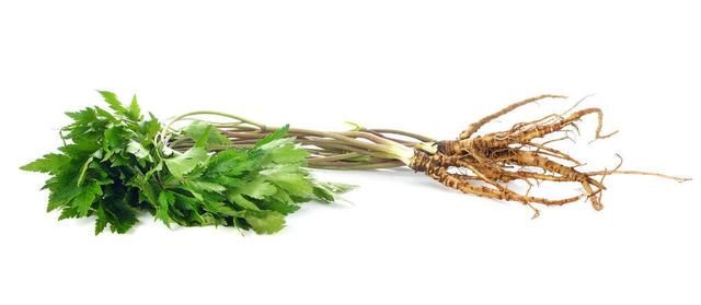 种植人参发展前景好么(人工种植的人参好不好)图4