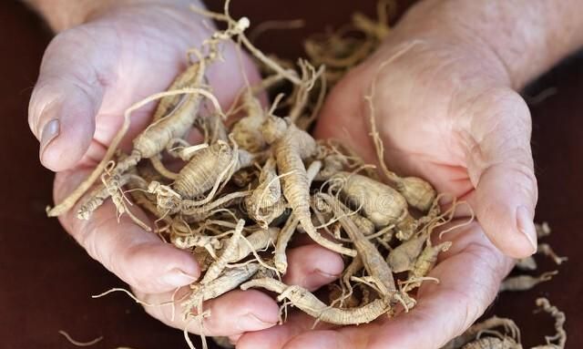 种植人参发展前景好么(人工种植的人参好不好)图8