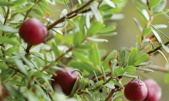 5大健康食品之一——蔓越莓可用植物非试管高效快繁技术快繁