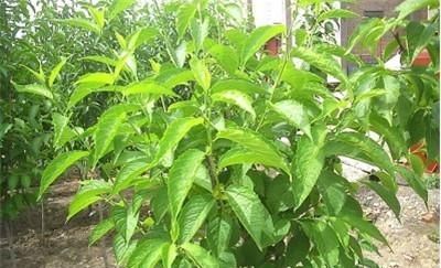 种植杜仲应该注意什么？有哪些病虫害需要预防？该如何采收和加工