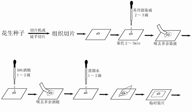 检测生物组织中的糖类、脂肪和蛋白质