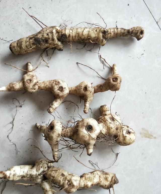 黄精怎样做食用起来效果好,黄精怎么样食用效果最好图9