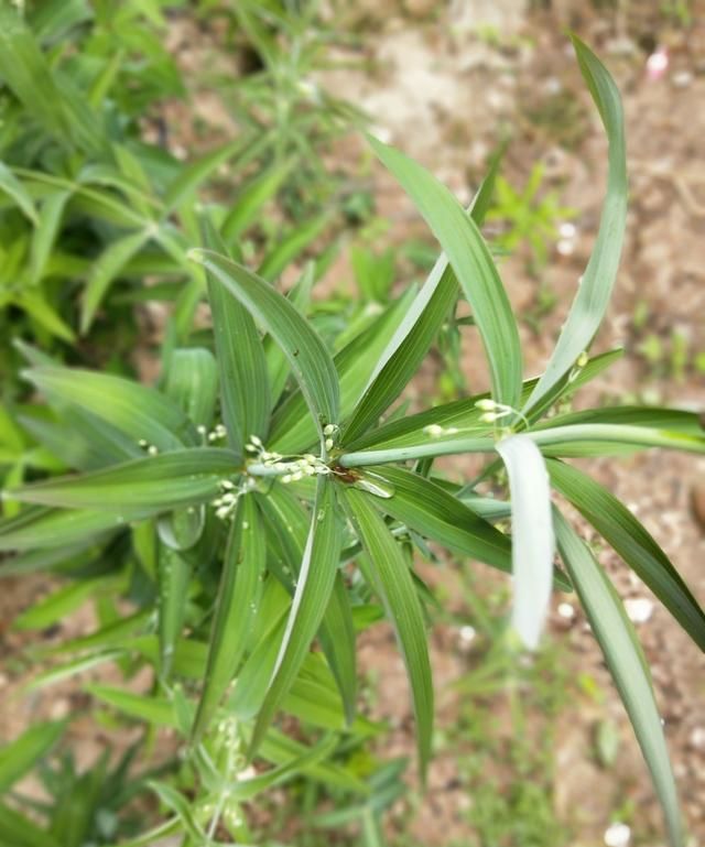 黄精怎样做食用起来效果好,黄精怎么样食用效果最好图10