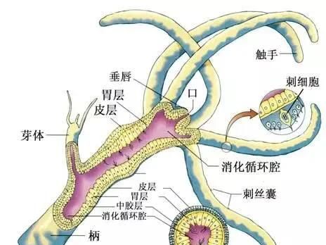 珊瑚有几种(有几种珊瑚)图5