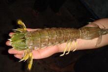 你觉得怎么做濑尿虾好吃呢,大的濑尿虾怎么做好吃图3
