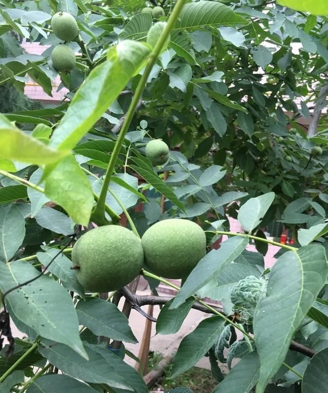 种植有机食品的利与弊有哪些图1