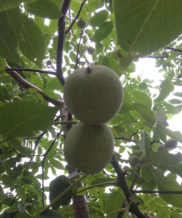 种植有机食品的利与弊有哪些图2