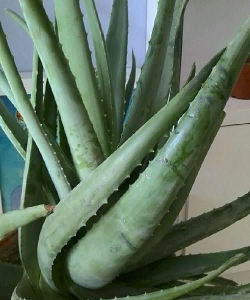 家里养芦荟，好处想不到，做菜做面膜，开花“节节高升”
