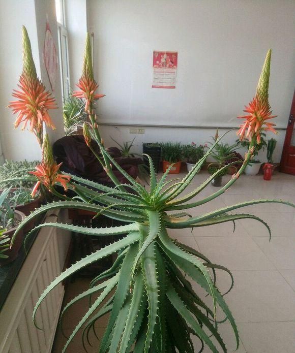 家里养芦荟，好处想不到，做菜做面膜，开花“节节高升”