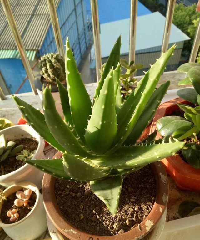 家里养芦荟，好处想不到，做菜做面膜，开花“节节高升”