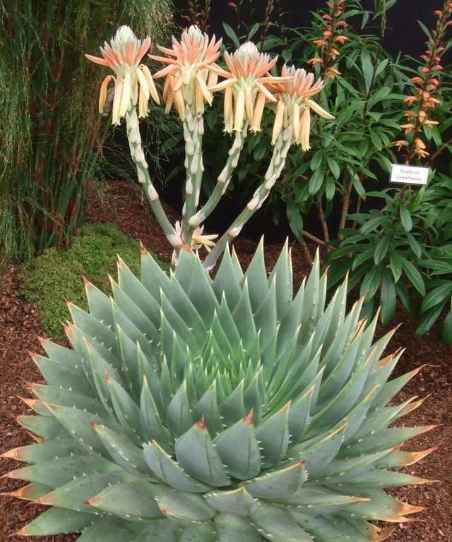 家里养芦荟，好处想不到，做菜做面膜，开花“节节高升”