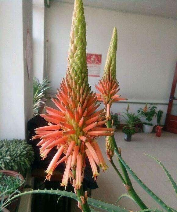 家里养芦荟，好处想不到，做菜做面膜，开花“节节高升”