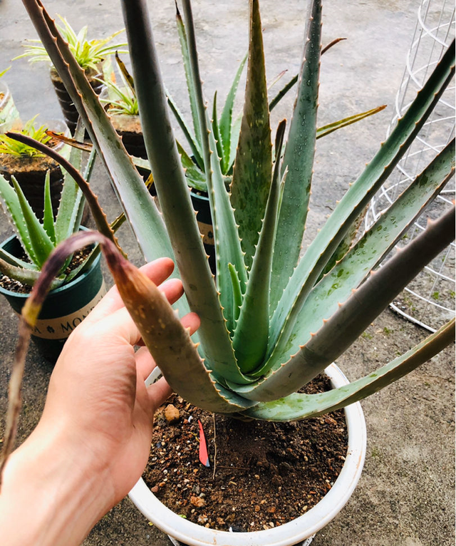 家里养芦荟，好处想不到，做菜做面膜，开花“节节高升”
