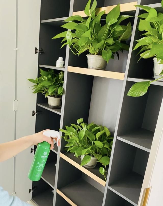 这9个除甲醛的妙招，8个都是智商税，不是误导，是过来人的经验