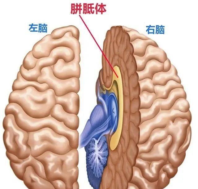 有趣的探索：怎样知道你是左脑型人还是右脑型人？