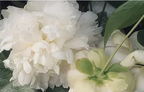 白芍的功效与作用 白芍的做法大全什么人不能吃？