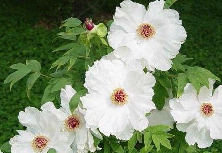 白芍的功效与作用 白芍的做法大全什么人不能吃？