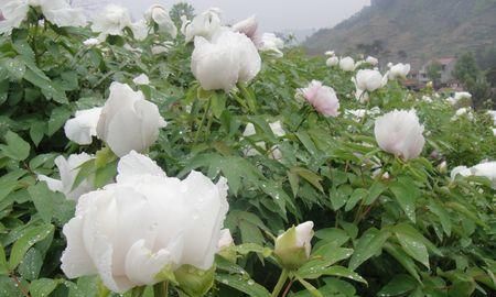 白芍的功效与作用 白芍的做法大全什么人不能吃？