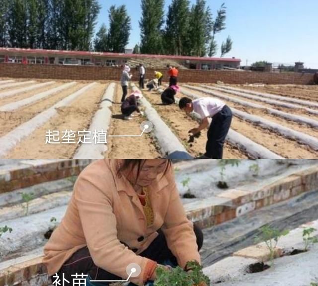 红秋葵如何种植才能品质好产量高图5