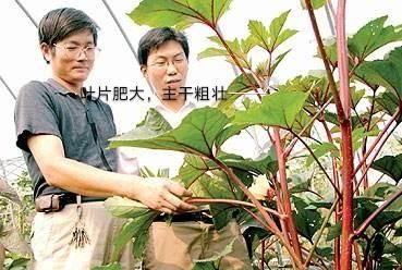 红秋葵如何种植才能品质好产量高图7