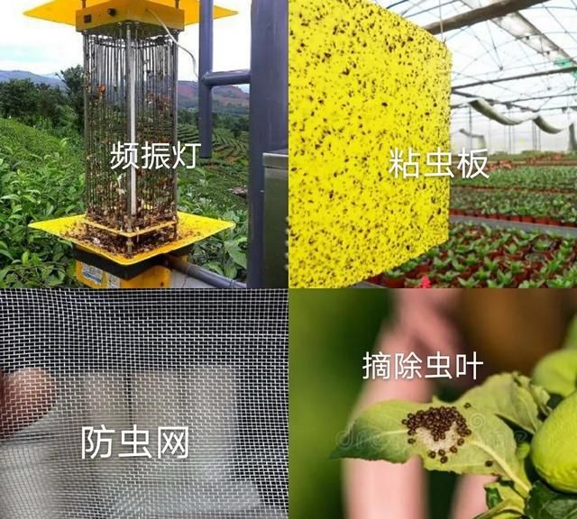 红秋葵如何种植才能品质好产量高图17