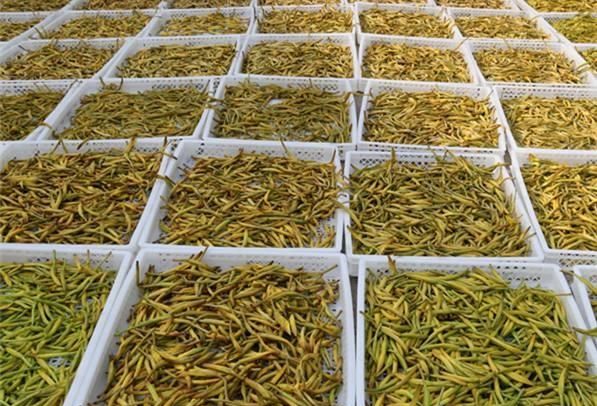 新鲜黄花菜是怎么弄干的图3