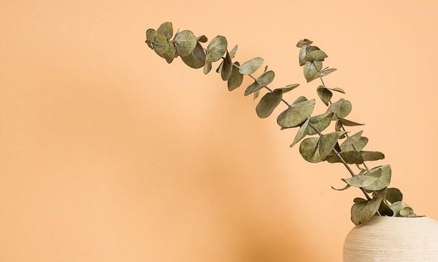 「鼻尖上的世界」植物精油知多少——尤加利篇