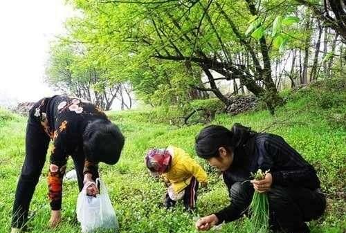 春天到了你们都爱吃什么野菜(春天要多吃什么野菜)图2