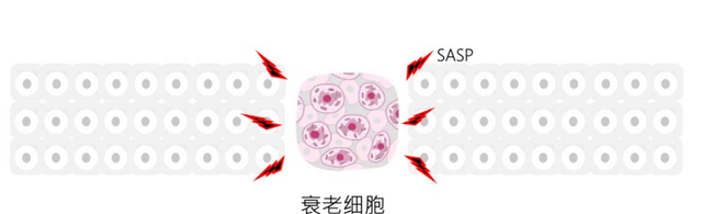 扎心，敏感肌更容易衰老！维稳+抗老如何一把抓？