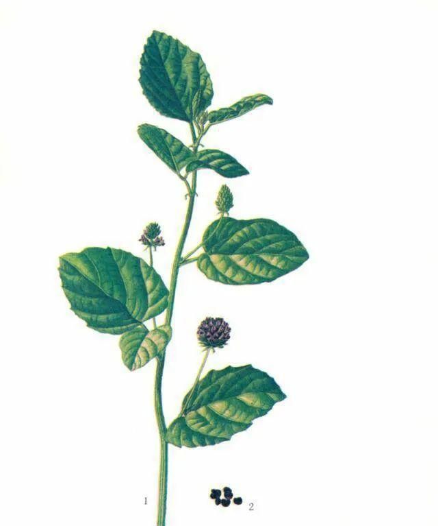 《神农识药》疏调生血汤之补骨脂