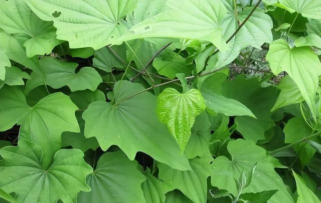 一味祛风湿的中药：既能清肺化痰治咳嗽，又能活血祛风湿治关节痛