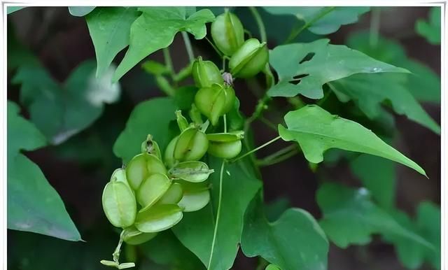 一味祛风湿的中药：既能清肺化痰治咳嗽，又能活血祛风湿治关节痛