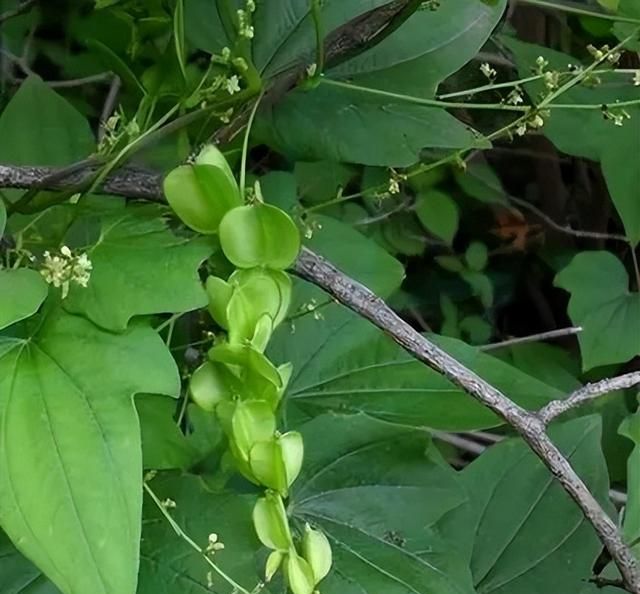 一味祛风湿的中药：既能清肺化痰治咳嗽，又能活血祛风湿治关节痛