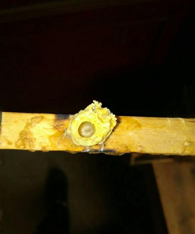 蜂箱底有干枯的蜂卵是什么原因造成的图1