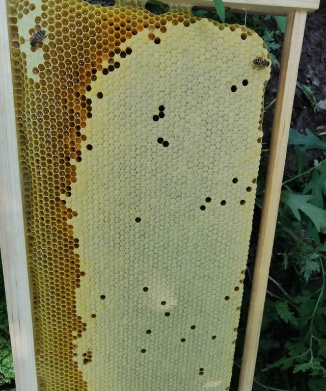蜂箱底有干枯的蜂卵是什么原因造成的图2