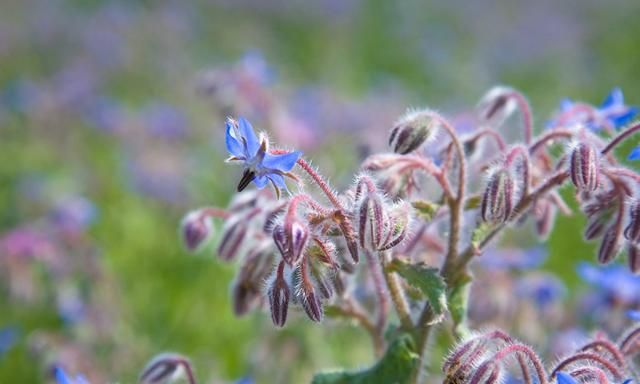 琉璃苣油内服外用好处多多，能否制作手工皂？好得很，但不便宜
