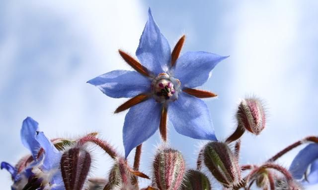 琉璃苣油内服外用好处多多，能否制作手工皂？好得很，但不便宜