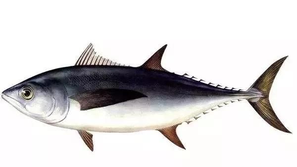 海水鱼的吃法有哪些,深海贵妃鱼怎么做图15