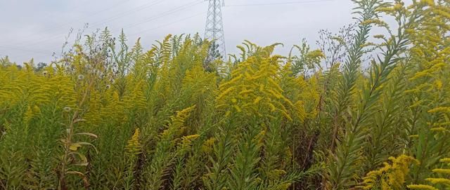 专家：别拔。加拿大一枝黄花的危害有多大？该如何清理一枝黄花？