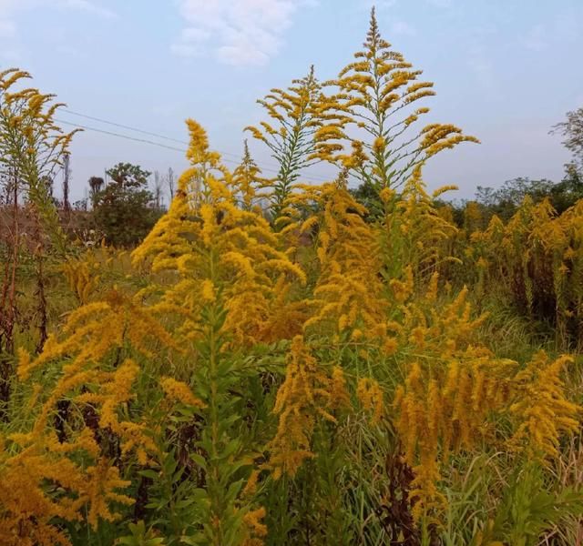 专家：别拔。加拿大一枝黄花的危害有多大？该如何清理一枝黄花？