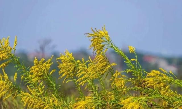 专家：别拔。加拿大一枝黄花的危害有多大？该如何清理一枝黄花？