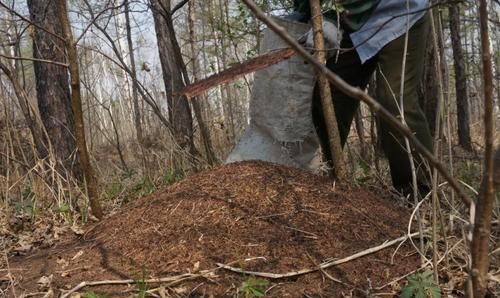 如何防治山里的大黑蚂蚁(家里有黑蚂蚁怎么防治)图4