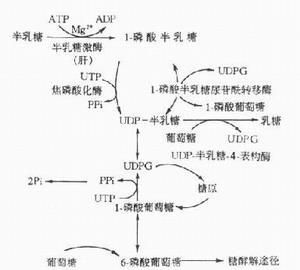 儿童罕见病：不能喝奶的孩子，一文带你认识半乳糖血症