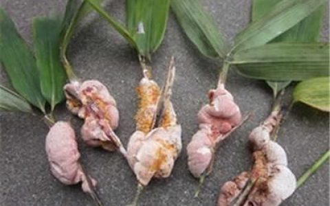 竹黄的功效与作用竹黄的药用价值