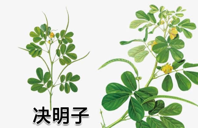 决明子除了清肝明目、润肠通便，原来它还有这些功效与禁忌
