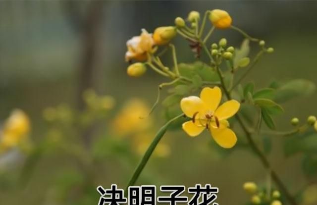 决明子除了清肝明目、润肠通便，原来它还有这些功效与禁忌