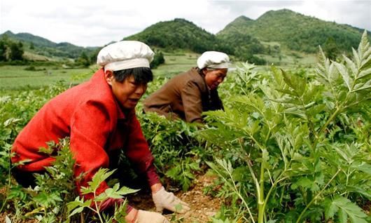 血中之气药——川芎，近年临床常用来治疗心绞痛及缺血性脑血管病