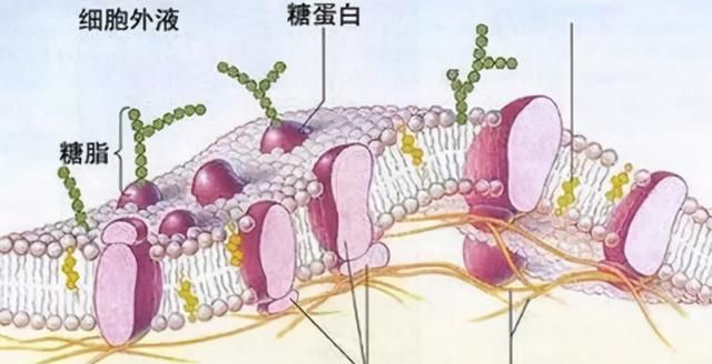 细胞膜的结构和功能浅析
