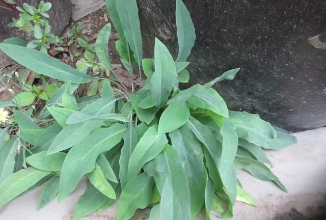 能吃的野菜大全折耳根(折耳根野菜)图5