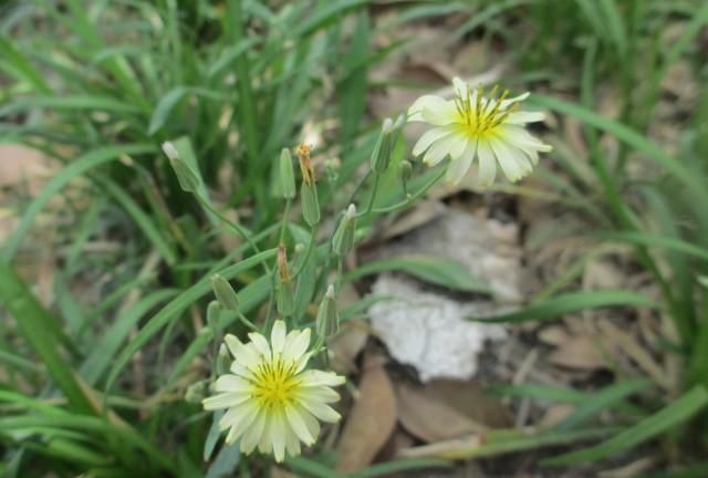 能吃的野菜大全折耳根(折耳根野菜)图6